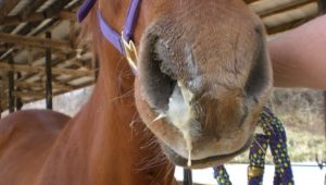 PRIMER CASO DE INFLUENZA EQUINA EN SANTANDER