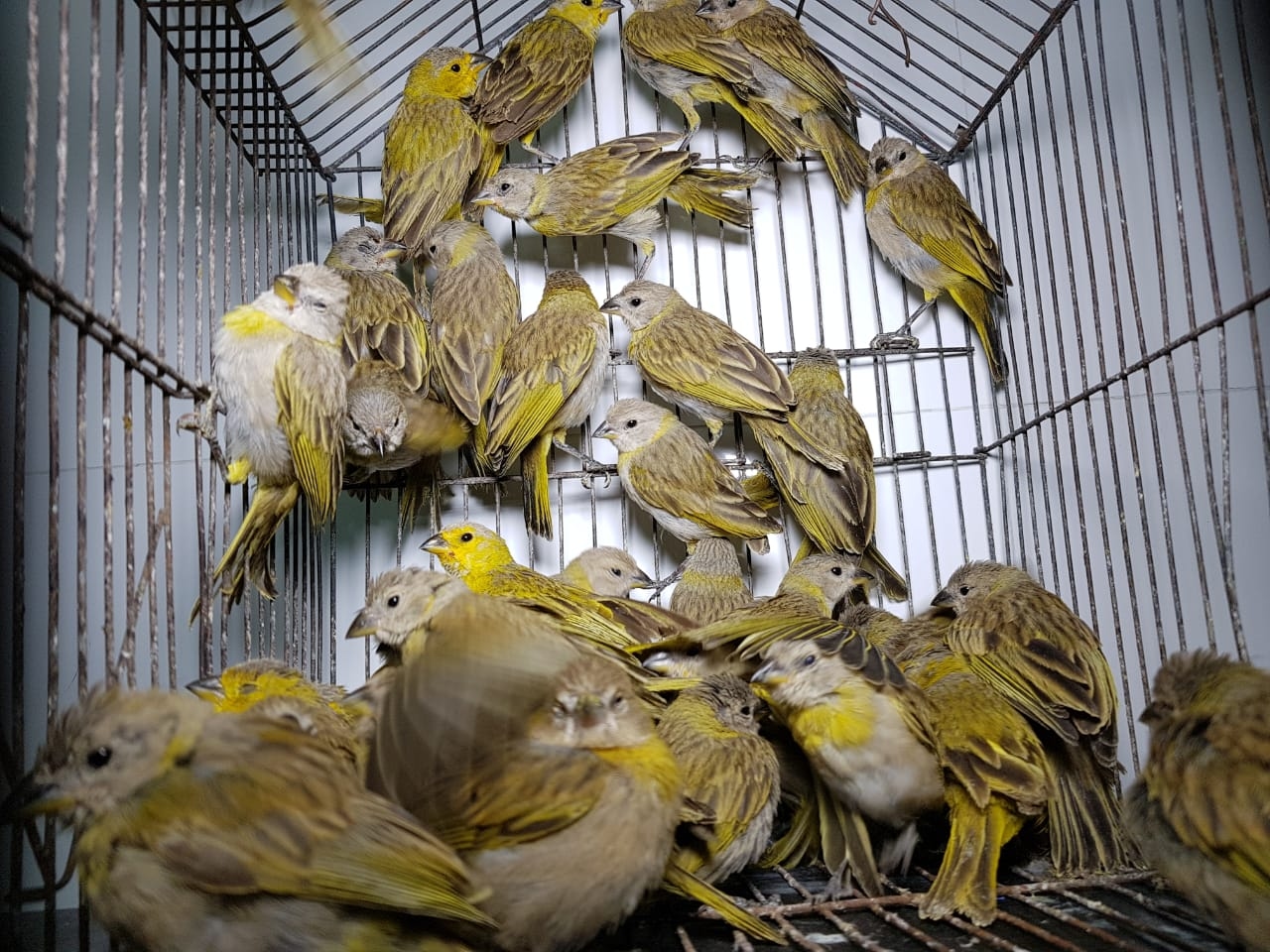 Protegidas 80 aves en vía de extinción
