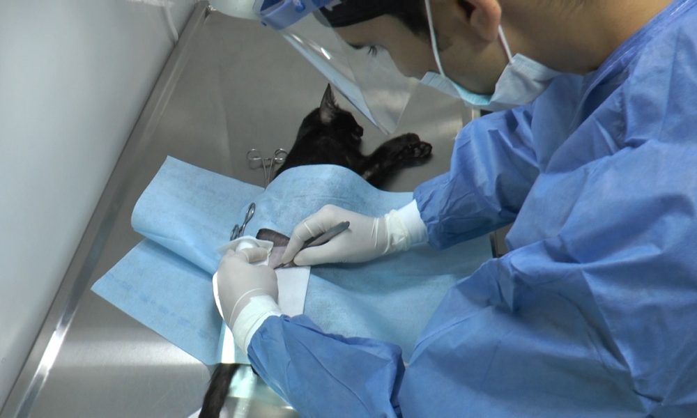 Más de 600 esterilizaciones practicó Secretaría de Salud de Floridablanca