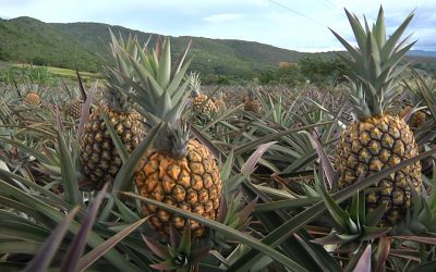 PRIMER FESTIVAL DE LA PIÑA EN GIRÓN