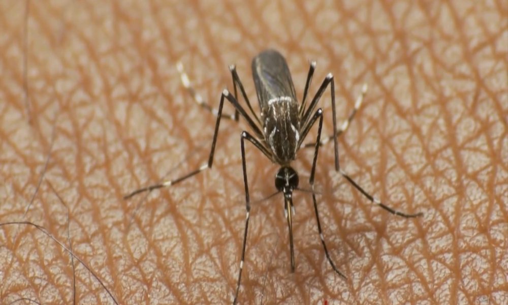 Descartan posibilidad de epidemia de dengue en Santander