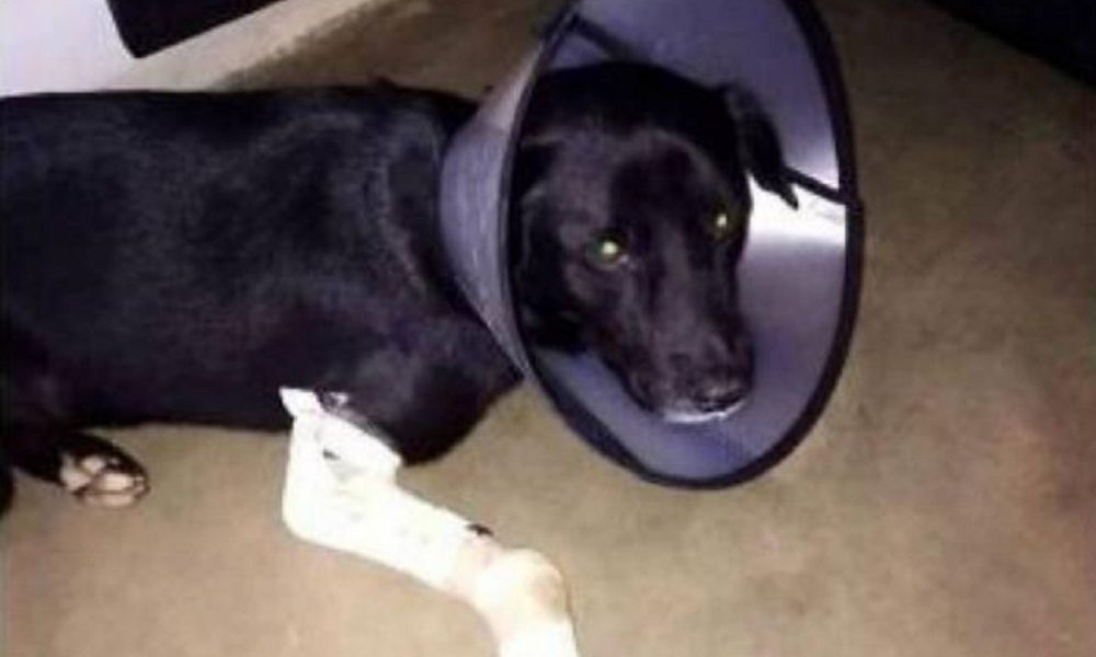 Un sujeto iría a la cárcel por dispararle a un perro