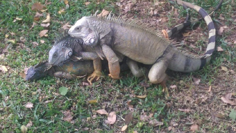 Seis iguanas han muerto en dos días en el parque Gallineral de San Gil