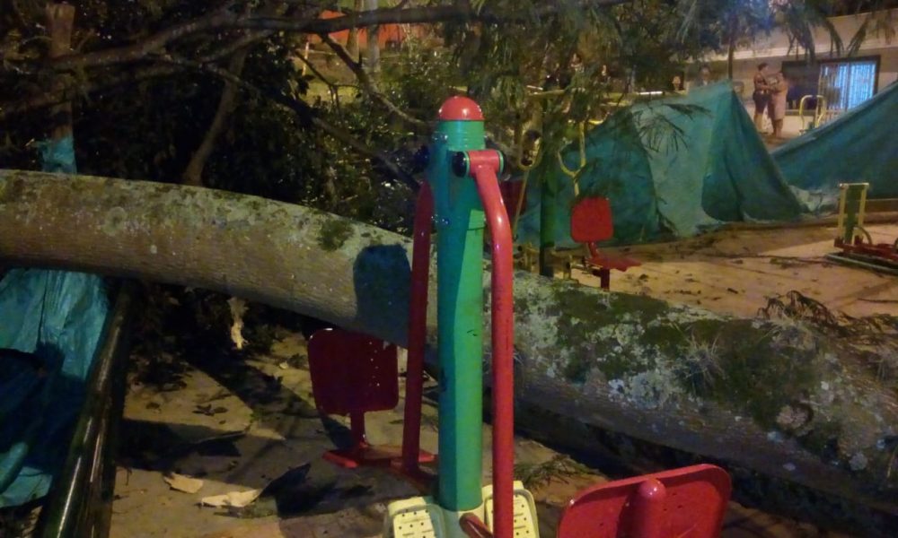 Una rama del inmenso árbol sembrado en el parque del barrio San Cristóbal Norte, en Bucaramanga, se vino al piso