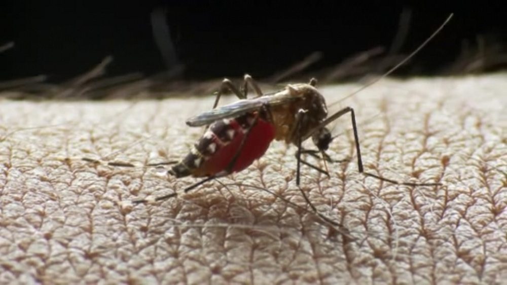 en Bucaramanga se puede celebrar más de un año sin muertes ocasionadas por dengue.