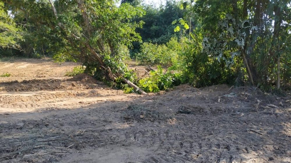 La intervención aparentemente ilegal en unos terrenos del Municipio de Sabana de Torres, Santander, habría afectado la fauna y flora del sector