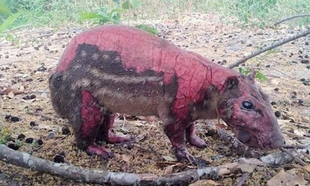 Los animales de la fauna llanera son las víctimas silenciosas de los incendios forestales que han golpeado fuertemente la región de la Orinoquia y Casanare