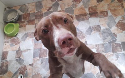 Pitbull que atacó a una mujer en Piedecuesta será dado en adopción