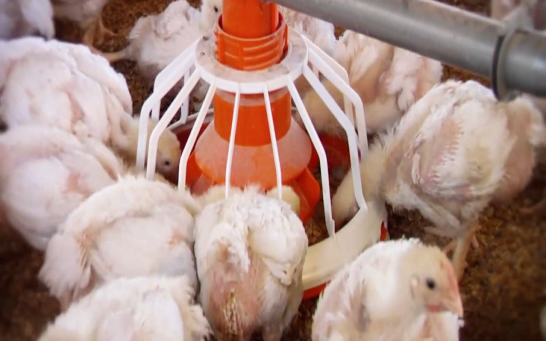Súbita escalada de los precios del huevo y el pollo