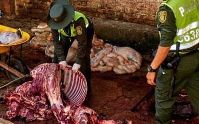 Evitan que fuera comercializada carne de burro y caballo en Bucaramanga