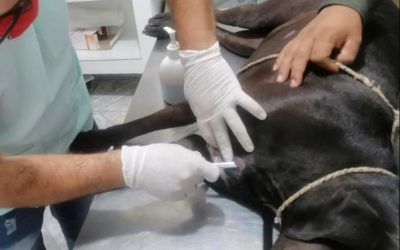 Video | Judicializan a policía que asesinó a una perrita en La Joya