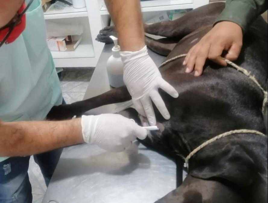 Video | Judicializan a policía que asesinó a una perrita en La Joya