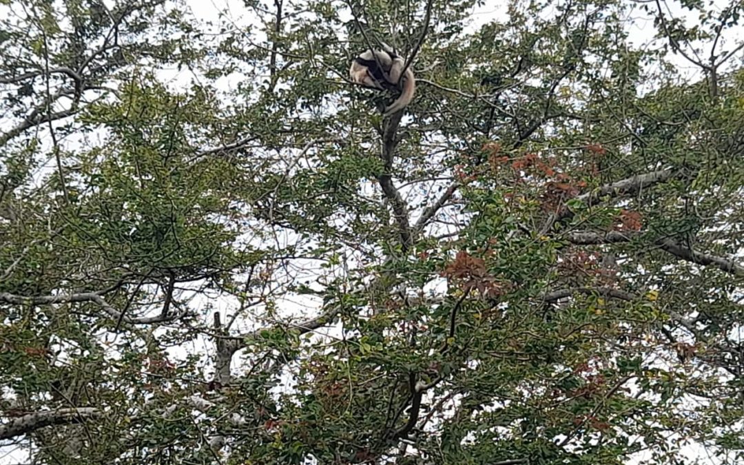 Exitoso rescate de un animal que se refugiaba en un árbol en Santander
