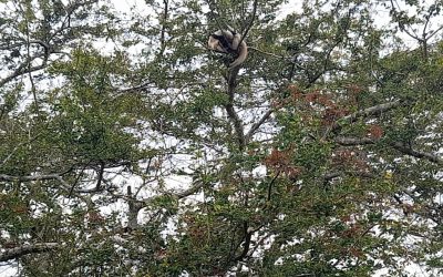 Exitoso rescate de un animal que se refugiaba en un árbol en Santander