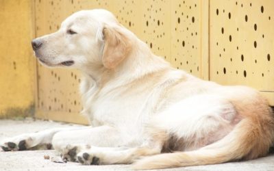 Este jueves hay jornada de vacunación para perros y gatos en Bucaramanga