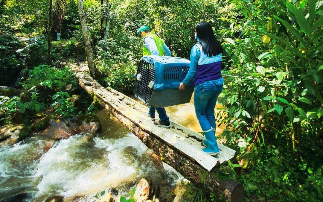 Final feliz para animal silvestre rescatado cerca al Terminal de Bucaramanga
