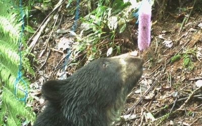 Sorprendentes imágenes de un oso andino en Piedecuesta