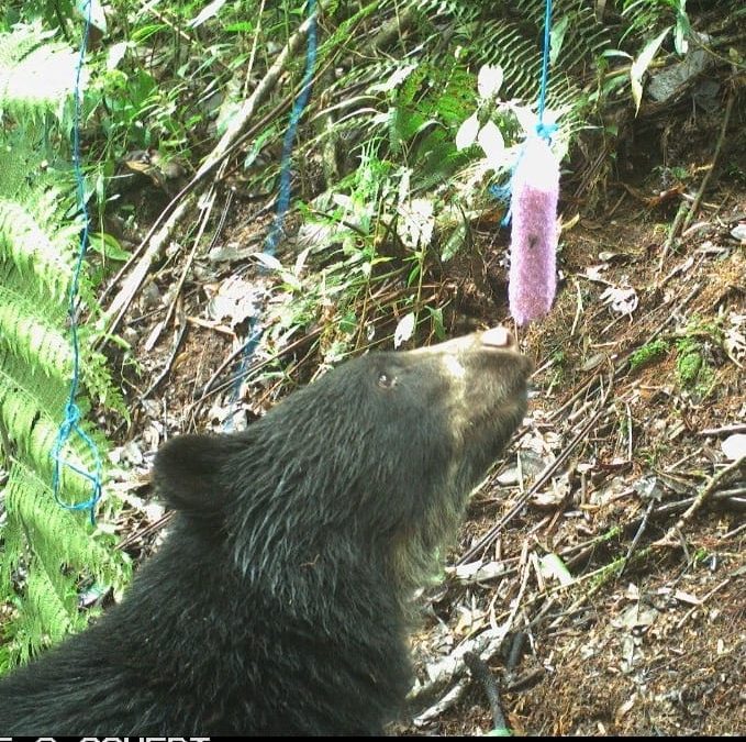 Sorprendentes imágenes de un oso andino en Piedecuesta