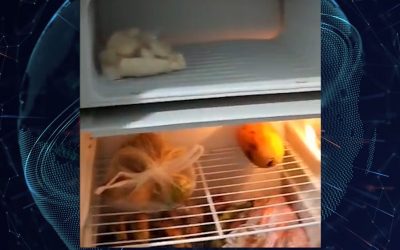 #Insólito | Delincuentes se roban el mercado de una guardería al no encontrar nada de valor