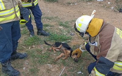 Rescatan can que fue atropellado y arrojado desde el puente La Novena