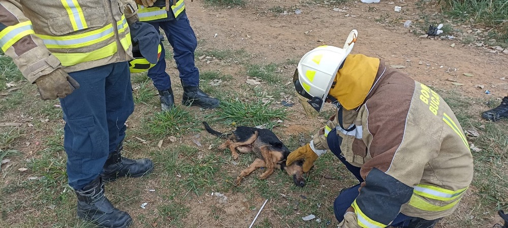 Rescatan can que fue atropellado y arrojado desde el puente La Novena