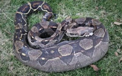 Detalles | Boa constrictor que alberga en su estómago una gran presa fue hallada en la vía Mogotes