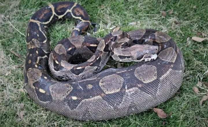 Detalles | Boa constrictor que alberga en su estómago una gran presa fue hallada en la vía Mogotes