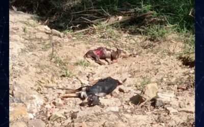 Masivo envenenamiento de perros y gatos en Betulia