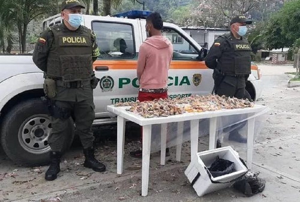 Capturado joven que transportaba tortugas desmembradas a Bucaramanga