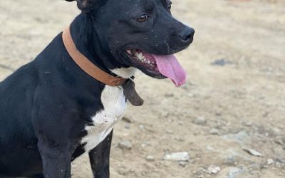 Monstruoso acto: Perrita habría sido apuñalada