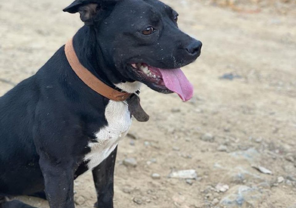 Monstruoso acto: Perrita habría sido apuñalada