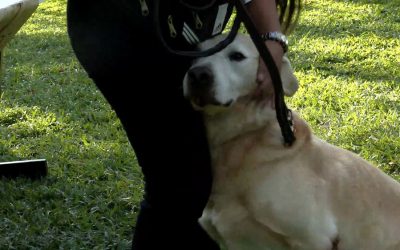 Entérese | Se jubilan dos guías caninos de la policía