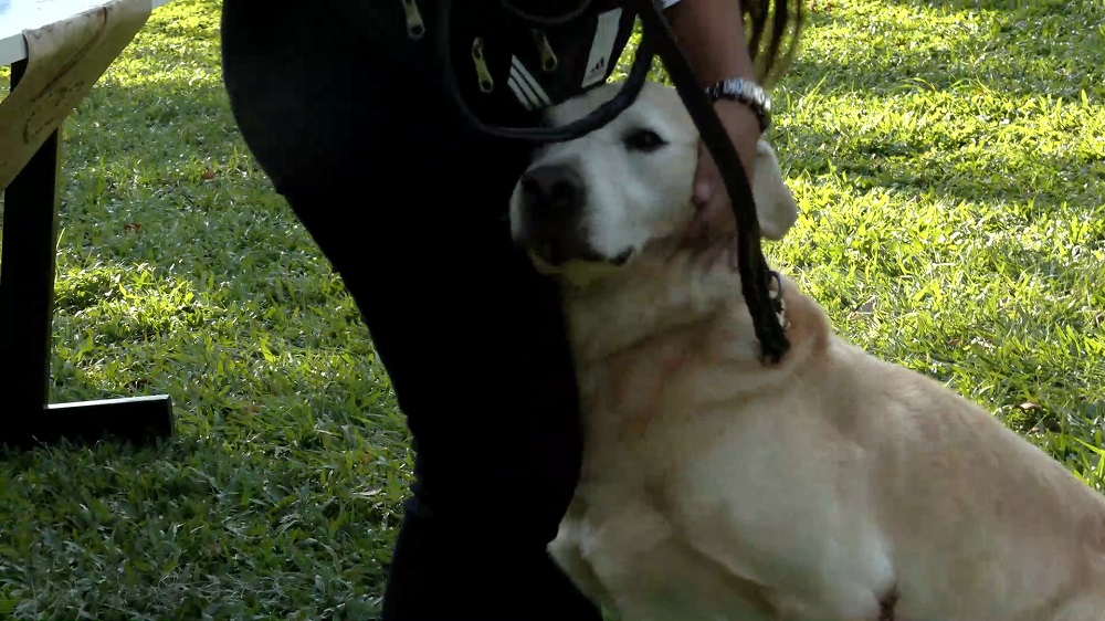 Entérese | Se jubilan dos guías caninos de la policía