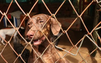 Abastecen agua en albergue de perros y gatos en Lebrija