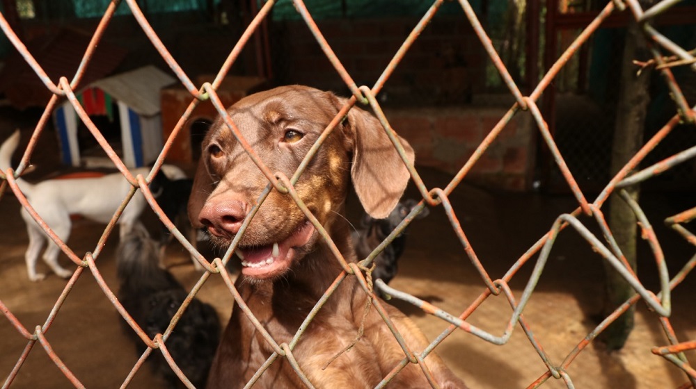 Abastecen agua en albergue de perros y gatos en Lebrija