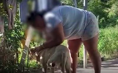 Aberrante caso de maltrato animal: con machete mutilan pata de un perro