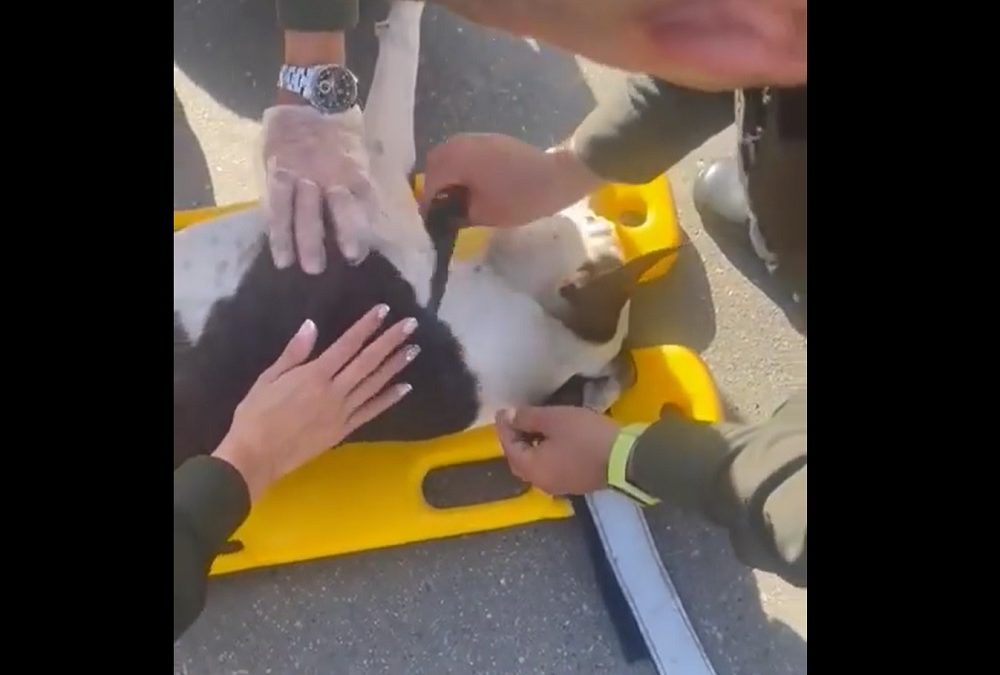 Video | Atropellado perrito en plena autopista en Piedecuesta