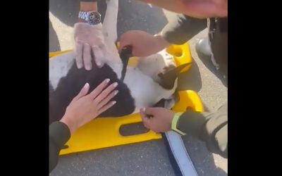 Video | Atropellado perrito en plena autopista en Piedecuesta