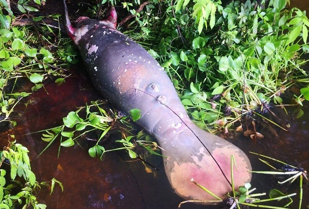 Maltrato animal: asesinan con machete a un manatí en Santander