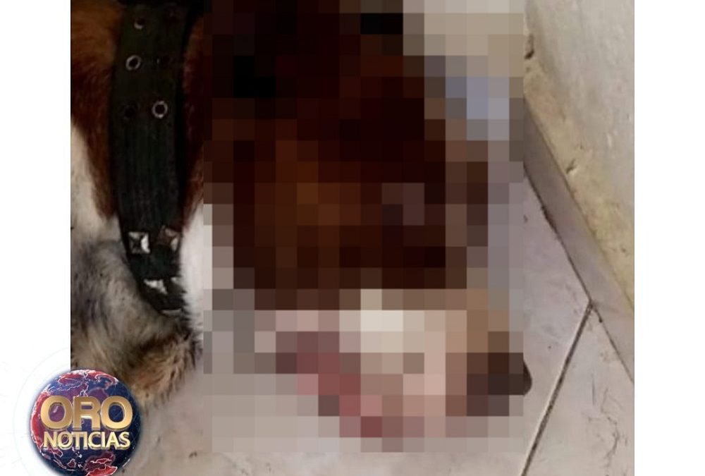 Consternación por muerte de seis perritos envenenados con cianuro en vereda de Bucaramanga