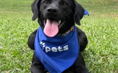 ¿Duelo por un ser querido? Esta perrita puede ayudarte a superarlo