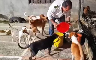 Héroe sin capa de Rionegro: conductor alimenta a perros callejeros todas las noches