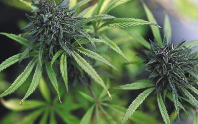 Nuevo intento legislativo busca legalizar el uso adulto del cannabis