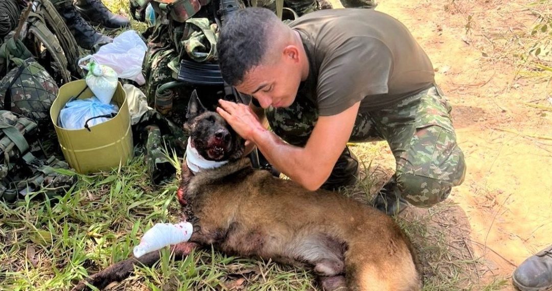 Perro del Ejército resultó herido tras detectar explosivo del ELN en Yondó