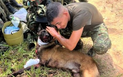 Perro del Ejército resultó herido tras detectar explosivo del ELN en Yondó