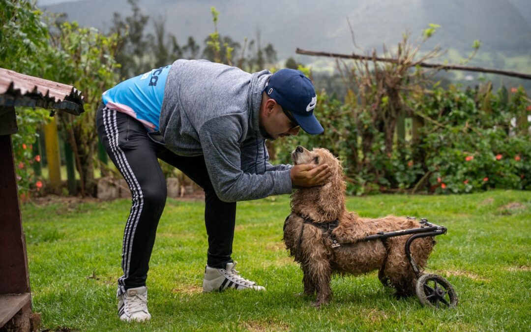 Nueva academia busca fortalecer a fundaciones que protegen animales en Colombia