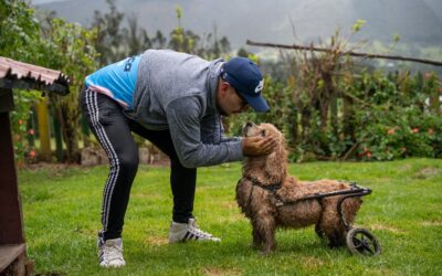 Nueva academia busca fortalecer a fundaciones que protegen animales en Colombia
