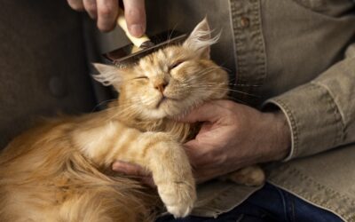 ¿Tu gato toma más agua o deja de comer? Podría tener enfermedad renal
