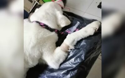 Rechazo en Santander por zoofilia contra un perro en San Gil
