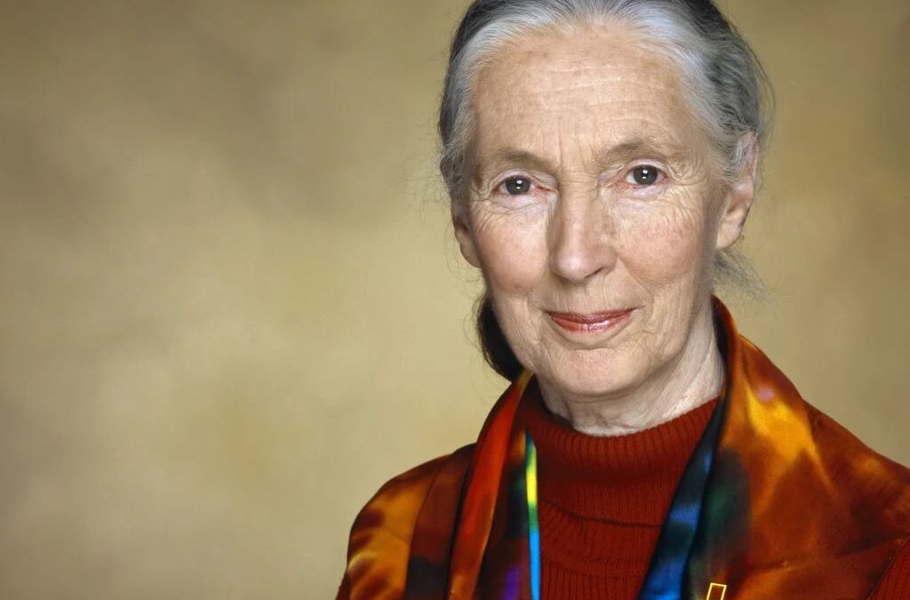 Adiós a Jane Goodall: la mujer que nos enseñó que los animales también son humanos